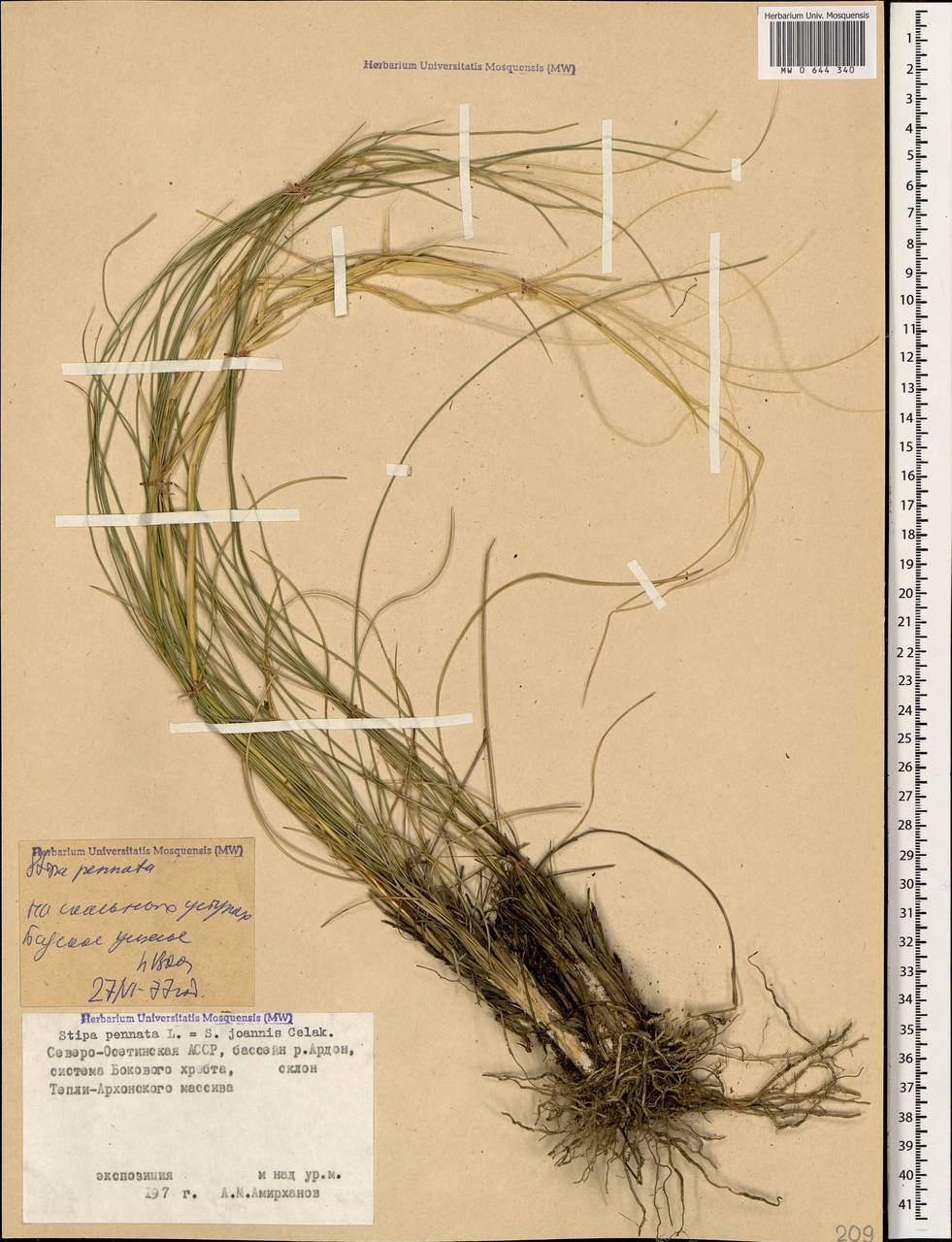 Ковыль род. Stipa pennata l. Ковыль перистый рисунок. Ковыль корневая система. Вышивка крестом ковыль.