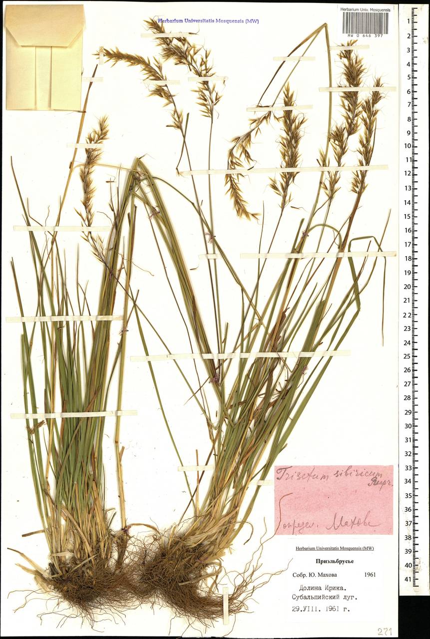 Трищетинник Сибирский Trisetum sibiricum Rupr.