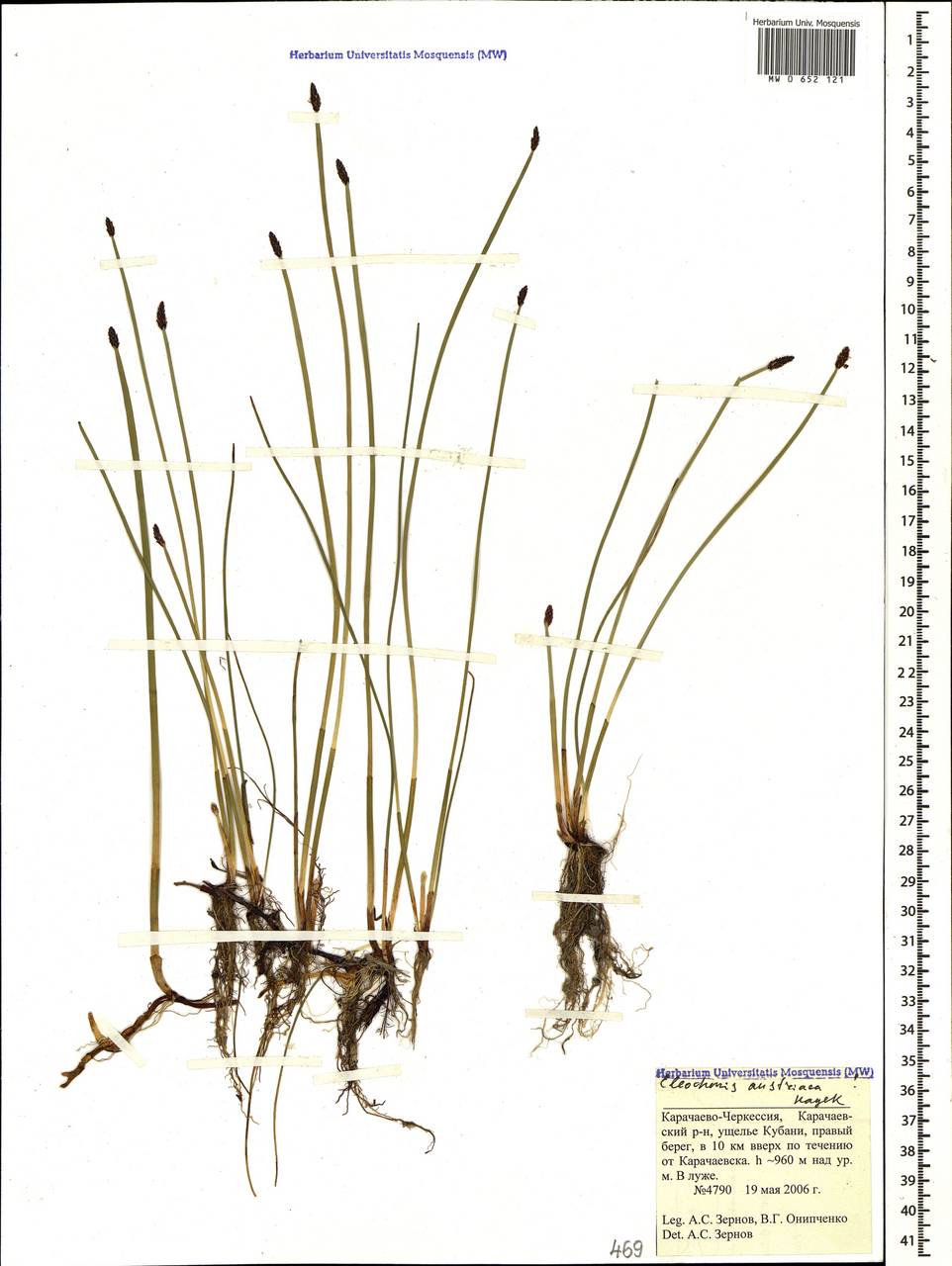 Eleocharis mamillata subsp. Austriaca