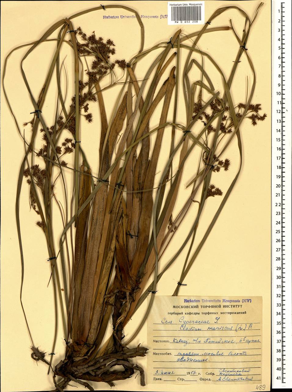 Cladium mariscus (l.) Pohl (меч-трава обыкновенная),