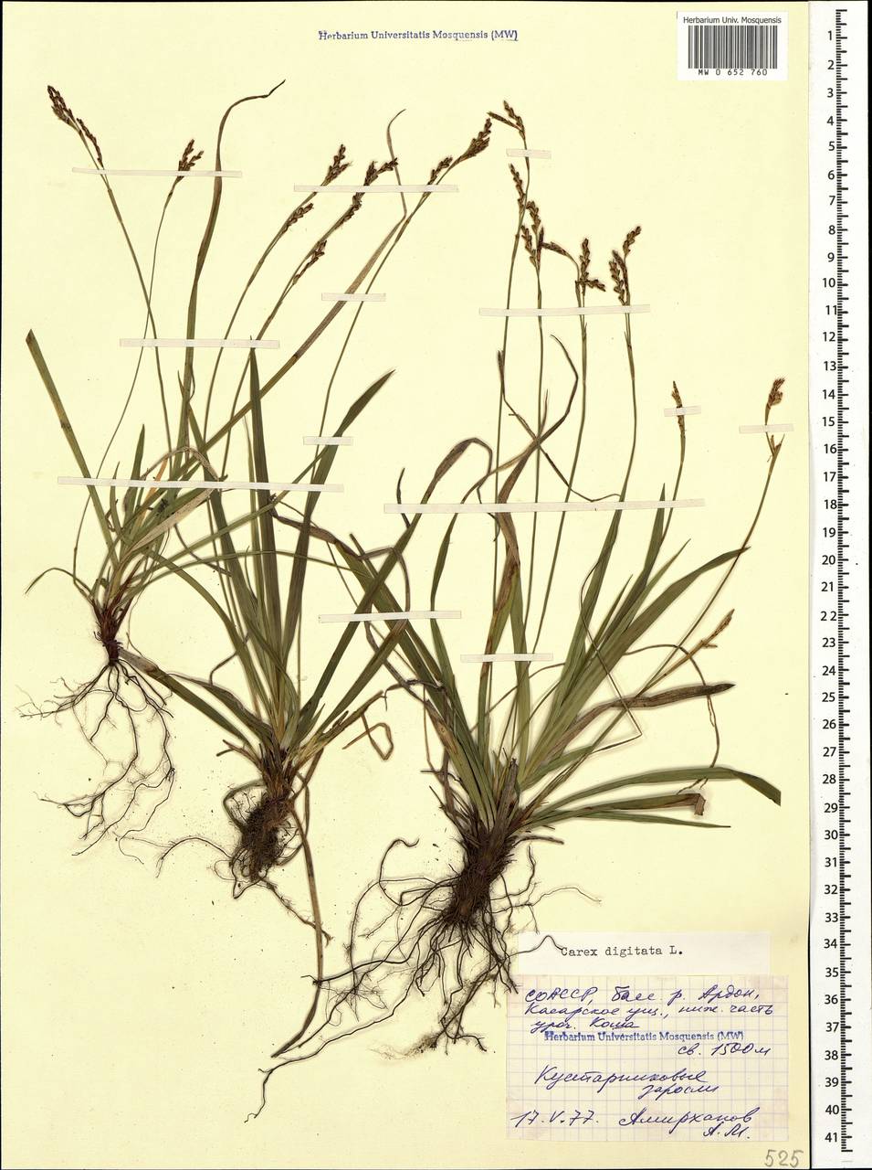 Осока пальчатая (Carex digitata) digitata (4)