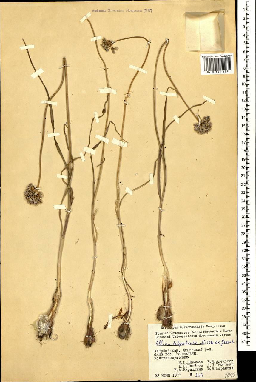 Allium talyschense Miscz. ex Grossh., Кавказ, Азербайджан (K6) (Азербайджан)