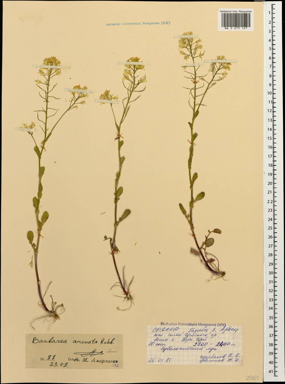 Сурепка обыкновенная рисунок