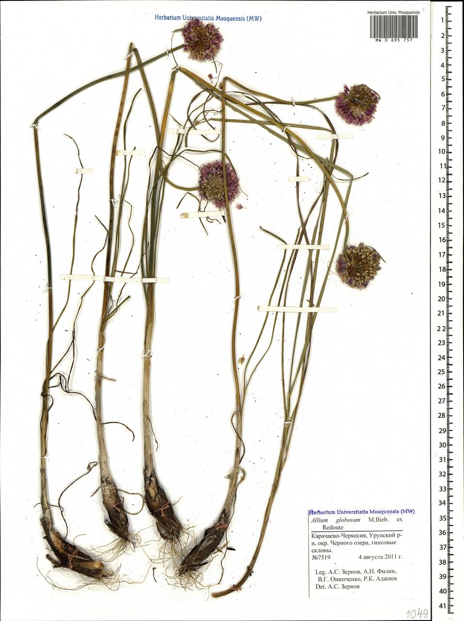 Allium globosum