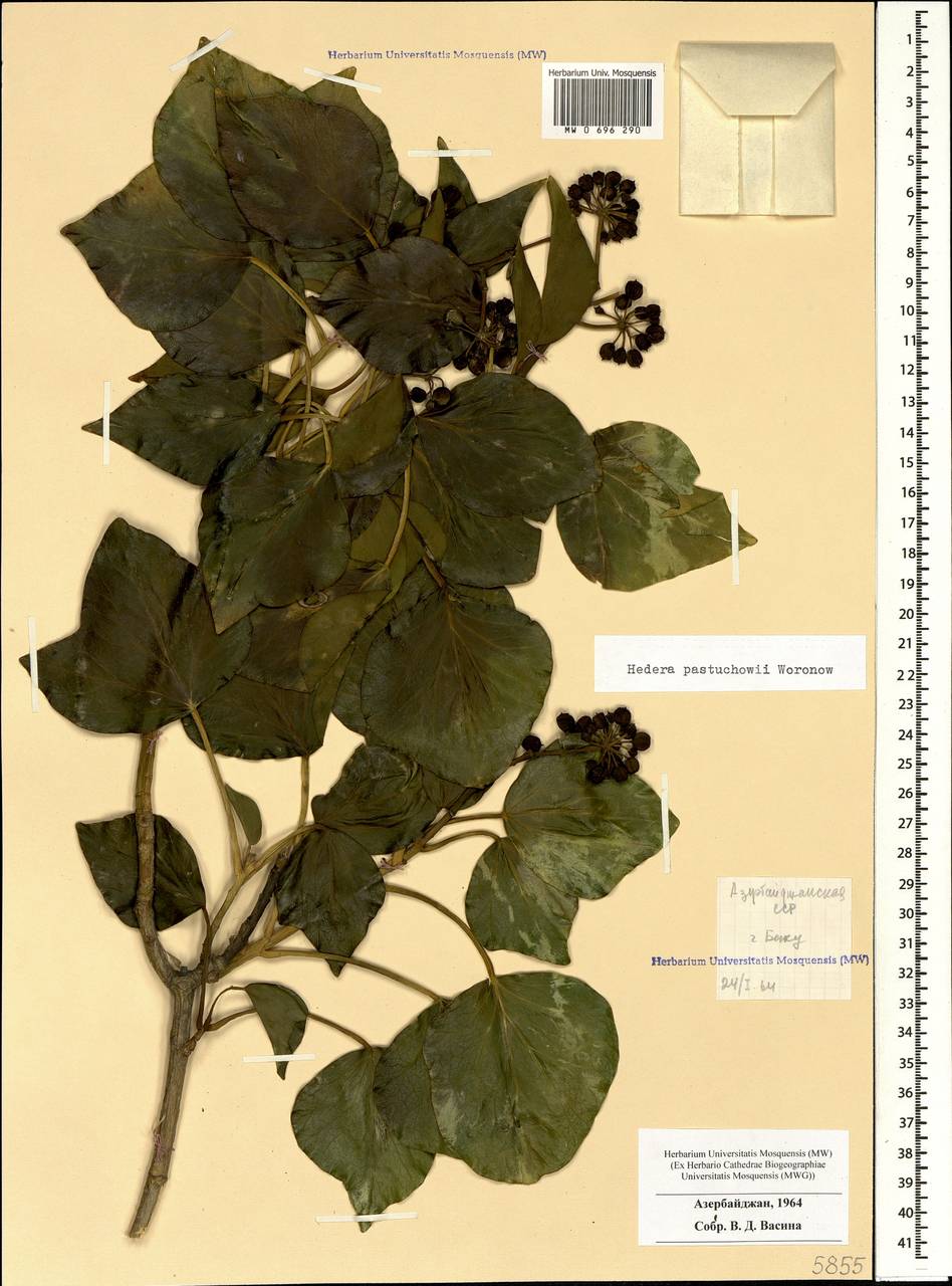 Hedera pastuchowii