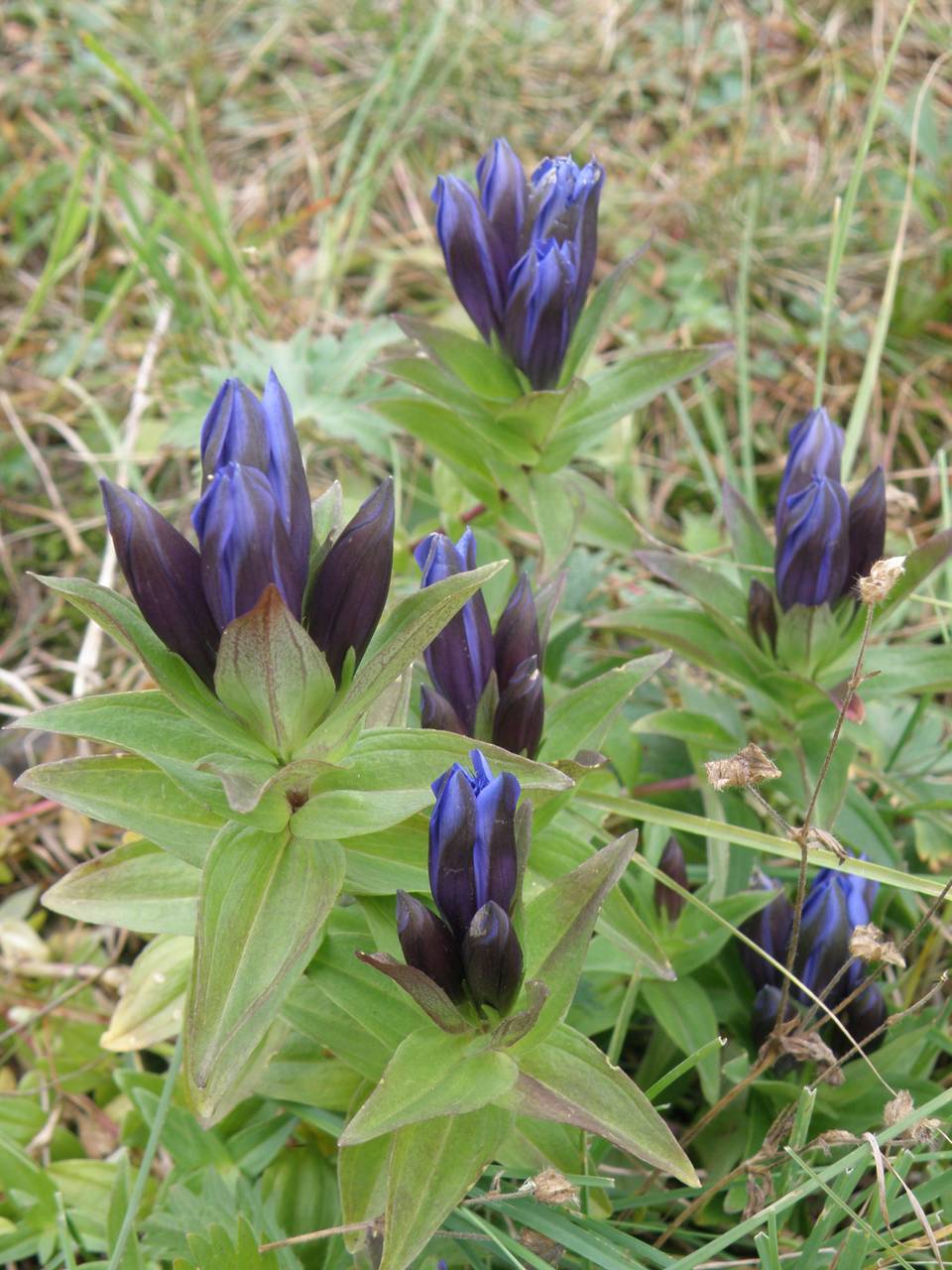 Горечавка Gentiana septemfida