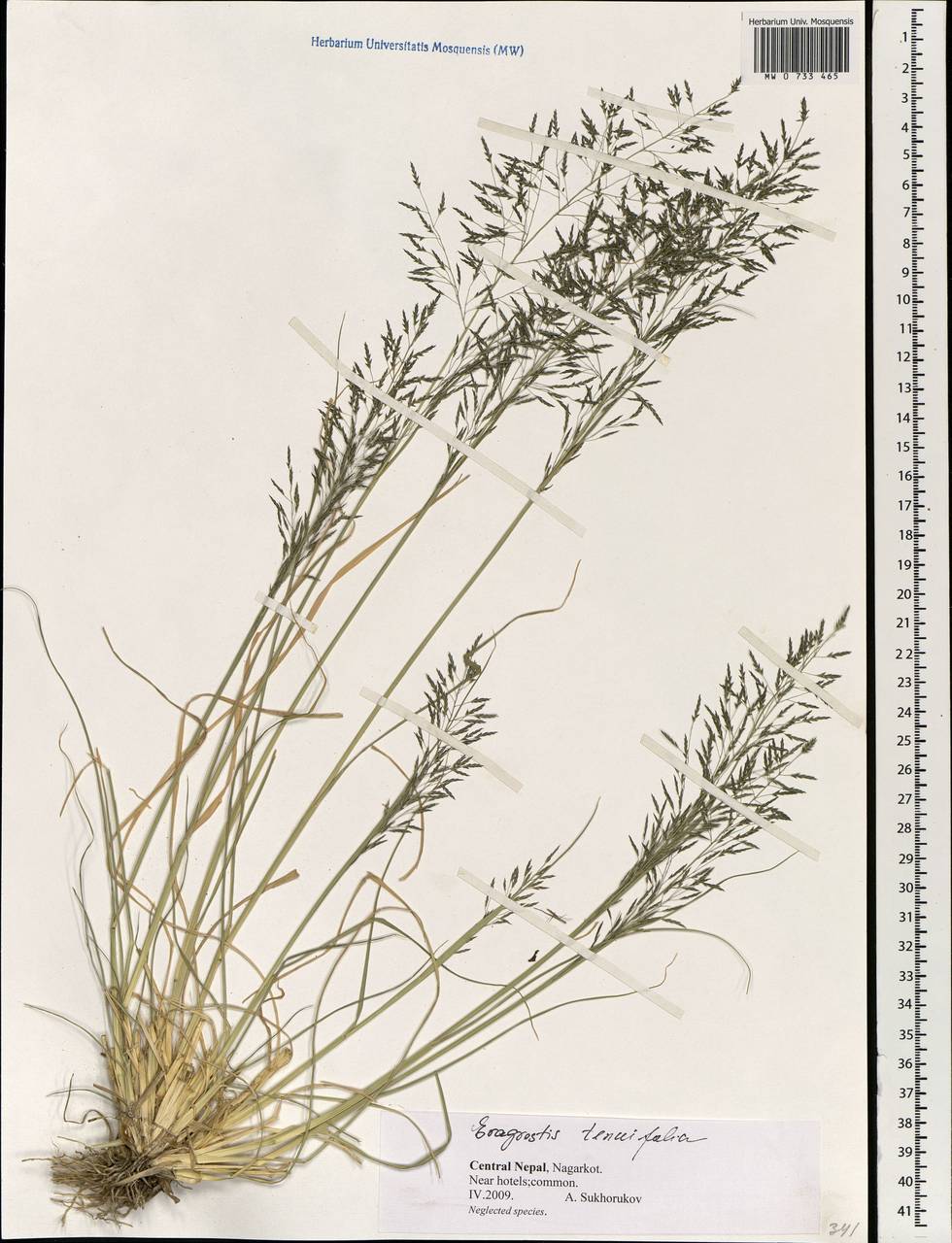 Eragrostis pilosa(l.)Beauv. - Полевичка волосистая