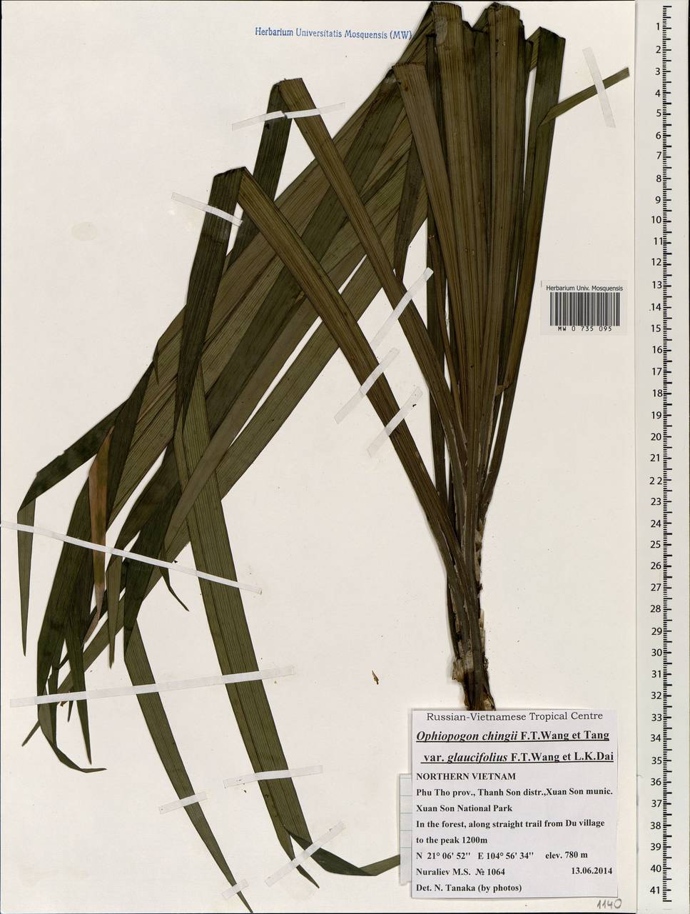 Ophiopogon chingii F.T.Wang & Tang, Зарубежная Азия (ASIA) (Вьетнам)