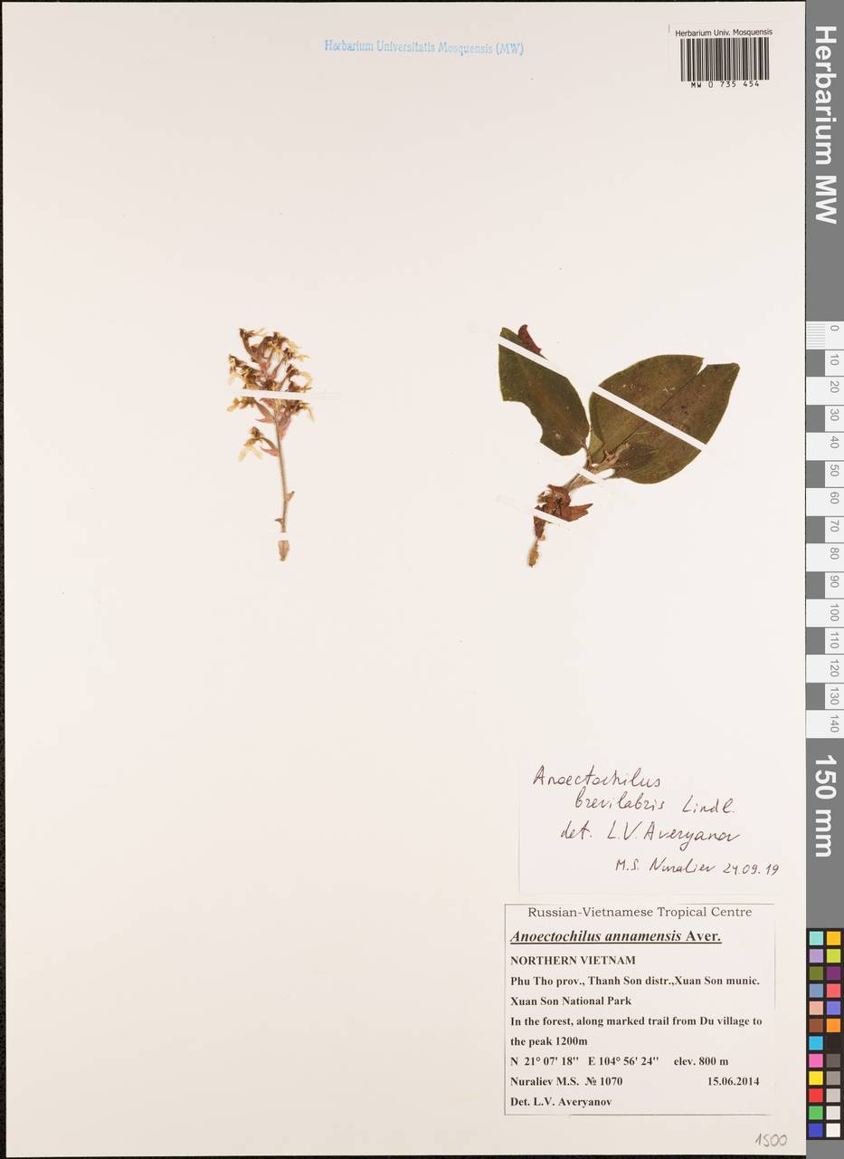 Anoectochilus brevilabris Lindl., Зарубежная Азия (ASIA) (Вьетнам)