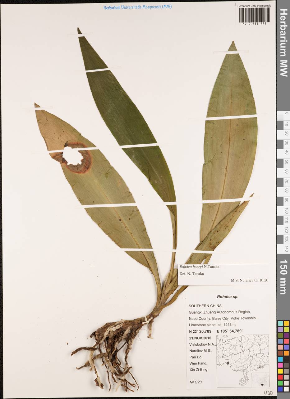 Rohdea fargesii var. fargesii, Зарубежная Азия (ASIA) (КНР)
