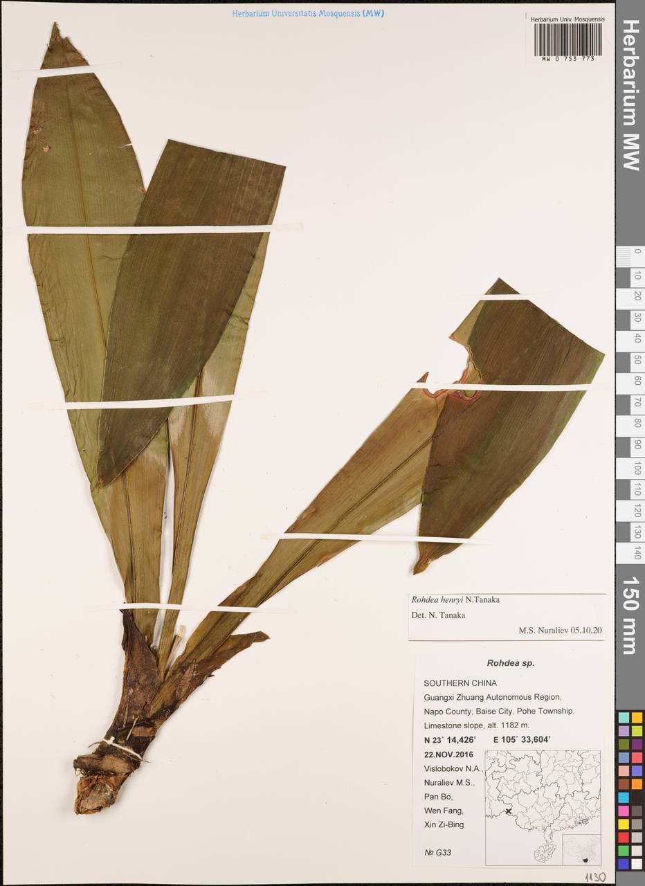 Rohdea fargesii var. fargesii, Зарубежная Азия (ASIA) (КНР)