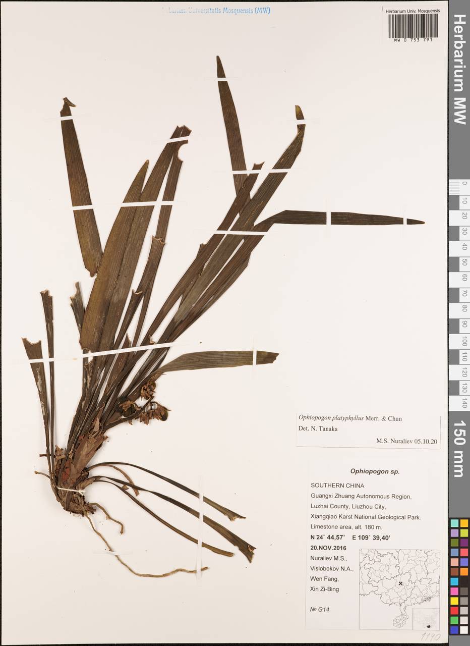 Ophiopogon platyphyllus Merr. & Chun, Зарубежная Азия (ASIA) (КНР)