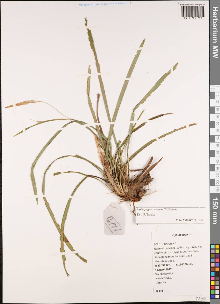 Ophiopogon reversus C.C.Huang, Зарубежная Азия (ASIA) (КНР)