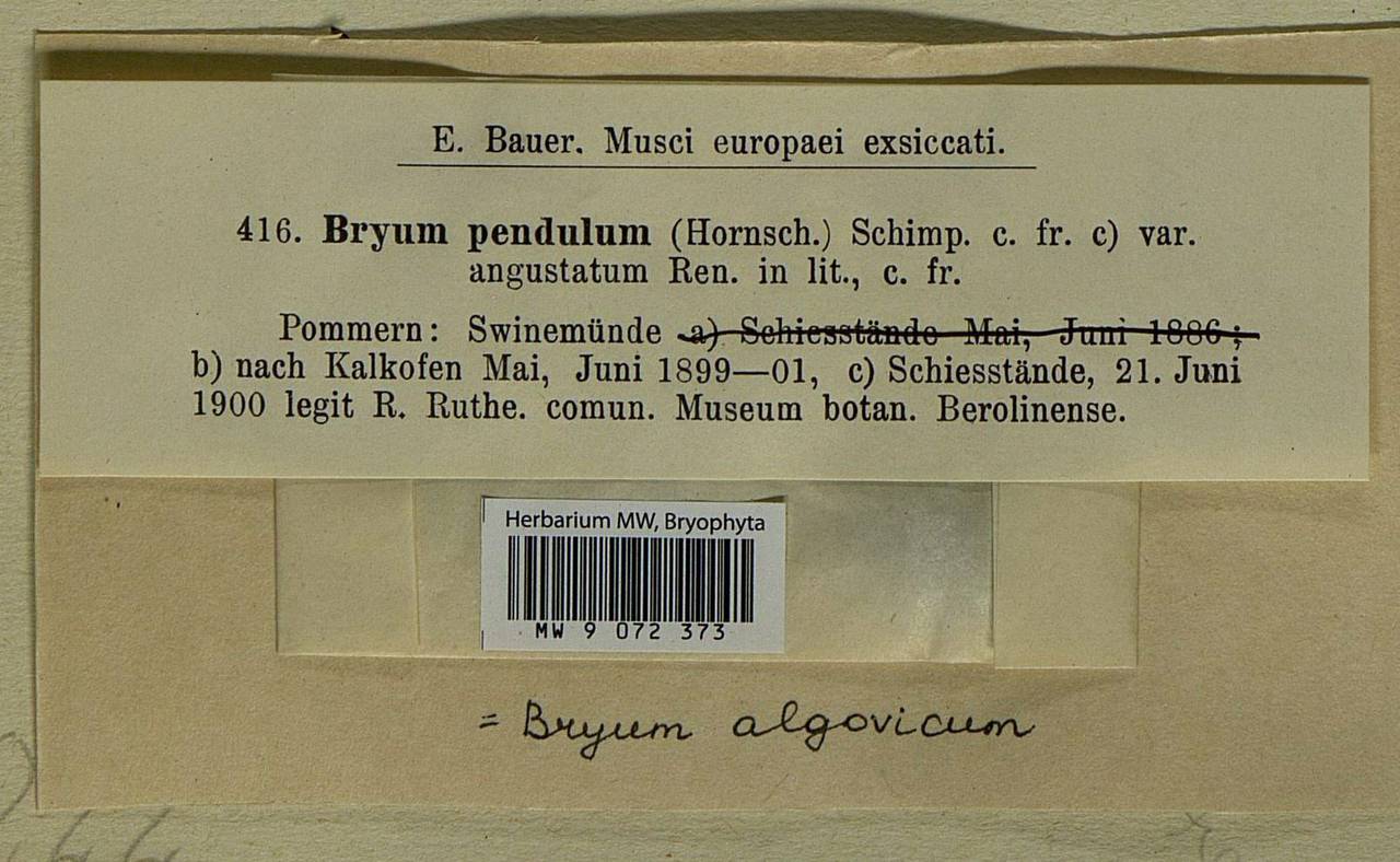 Accepted name. Sylvae mycologicae Berolinenses.