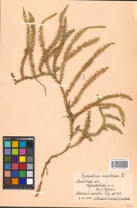 Spinulum annotinum subsp. annotinum, Восточная Европа, Московская область и Москва (E4a) (Россия)
