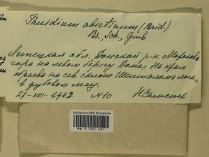 Abietinella abietina (Hedw.) M. Fleisch., Гербарий мохообразных, Мхи - Центральное Черноземье (B10) (Россия)