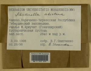 Abietinella abietina (Hedw.) M. Fleisch., Гербарий мохообразных, Мхи - Северный Кавказ и Предкавказье (B12) (Россия)