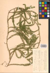Spinulum annotinum subsp. annotinum, Восточная Европа, Московская область и Москва (E4a) (Россия)