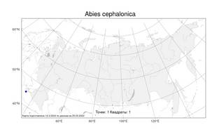 Abies cephalonica Loudon, Атлас флоры России (FLORUS) (Россия)
