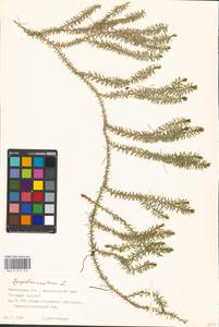 Spinulum annotinum subsp. annotinum, Восточная Европа, Московская область и Москва (E4a) (Россия)