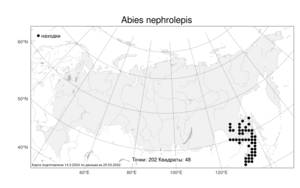 Abies nephrolepis, Пихта белокорая (Trautv. ex Maxim.) Maxim., Атлас флоры России (FLORUS) (Россия)