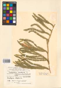 Spinulum annotinum subsp. annotinum, Восточная Европа, Московская область и Москва (E4a) (Россия)