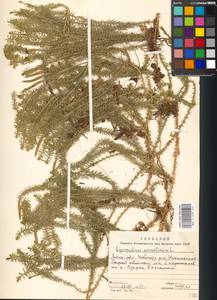 Spinulum annotinum subsp. annotinum, Восточная Европа, Московская область и Москва (E4a) (Россия)