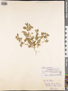 Lipandra polysperma (L.) S. Fuentes, Uotila & Borsch, Восточная Европа, Центральный район (E4) (Россия)
