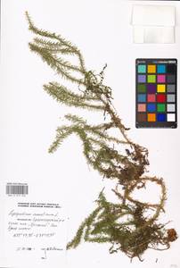 Spinulum annotinum subsp. annotinum, Восточная Европа, Московская область и Москва (E4a) (Россия)