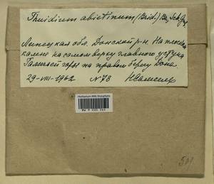Abietinella abietina (Hedw.) M. Fleisch., Гербарий мохообразных, Мхи - Центральное Черноземье (B10) (Россия)