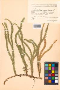 Spinulum annotinum subsp. annotinum, Восточная Европа, Московская область и Москва (E4a) (Россия)