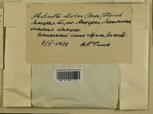 Abietinella abietina (Hedw.) M. Fleisch., Гербарий мохообразных, Мхи - Центральное Черноземье (B10) (Россия)