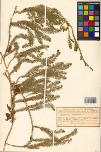 Spinulum annotinum subsp. annotinum, Восточная Европа, Московская область и Москва (E4a) (Россия)