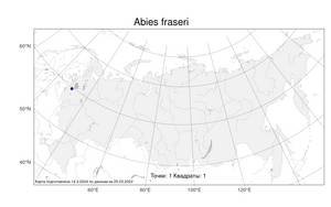 Abies fraseri (Pursh) Poir., Атлас флоры России (FLORUS) (Россия)
