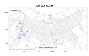 Achillea collina, Тысячелистник холмовой (Wirtg.) Becker ex Heimerl, Атлас флоры России (FLORUS) (Россия)