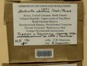 Abietinella abietina (Hedw.) M. Fleisch., Гербарий мохообразных, Мхи - Северный Кавказ и Предкавказье (B12) (Россия)