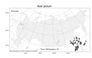 Acer pictum, Клен раскрашенный Thunb., Атлас флоры России (FLORUS) (Россия)