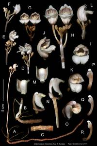 FIG 1_Max, Orchidaceae, Зарубежная Азия (ASIA) (Вьетнам)
