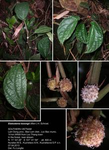 Elatostema tsoongii copy, Elatostema tsoongii (Merr.) H.Schroet., Зарубежная Азия (ASIA) (Вьетнам)