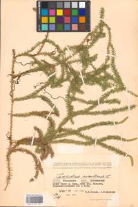 Spinulum annotinum subsp. annotinum, Восточная Европа, Московская область и Москва (E4a) (Россия)