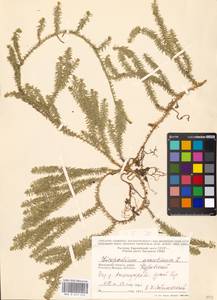Spinulum annotinum subsp. annotinum, Восточная Европа, Московская область и Москва (E4a) (Россия)