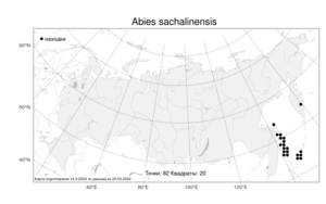 Abies sachalinensis, Пихта сахалинская (F.Schmidt) Mast., Атлас флоры России (FLORUS) (Россия)