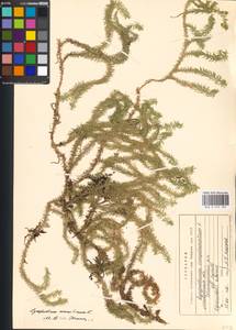 Spinulum annotinum subsp. annotinum, Восточная Европа, Московская область и Москва (E4a) (Россия)