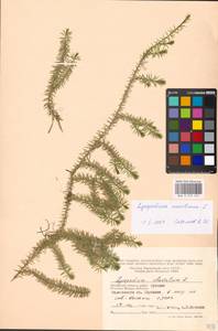 Spinulum annotinum subsp. annotinum, Восточная Европа, Московская область и Москва (E4a) (Россия)