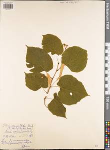 Tilia platyphyllos subsp. platyphyllos, Восточная Европа, Центральный район (E4) (Россия)