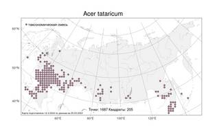 Acer tataricum, Клен татарский, Черноклен L., Атлас флоры России (FLORUS) (Россия)