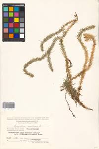 Spinulum annotinum subsp. annotinum, Восточная Европа, Московская область и Москва (E4a) (Россия)