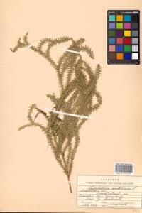 Spinulum annotinum subsp. annotinum, Восточная Европа, Московская область и Москва (E4a) (Россия)