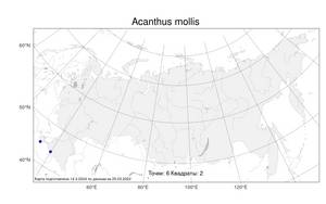 Acanthus mollis L., Атлас флоры России (FLORUS) (Россия)