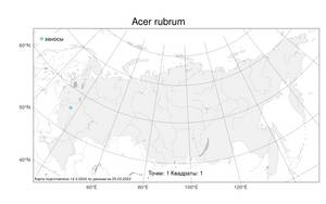 Acer rubrum L., Атлас флоры России (FLORUS) (Россия)